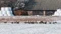 018_Biebrza - marzec 2013
